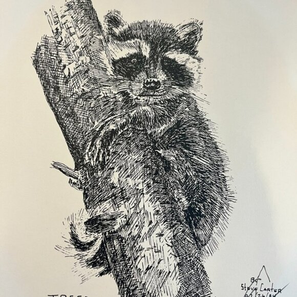 Raccoon Art Print – Signed Ink Drawing by Canadian Artist Steve Carter - Picture 1 of 7